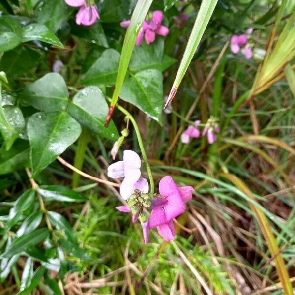 Dipogon lignosus Flower