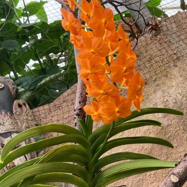 Vanda spp. Flor