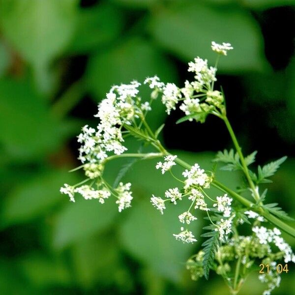 Chaerophyllum aureum 花