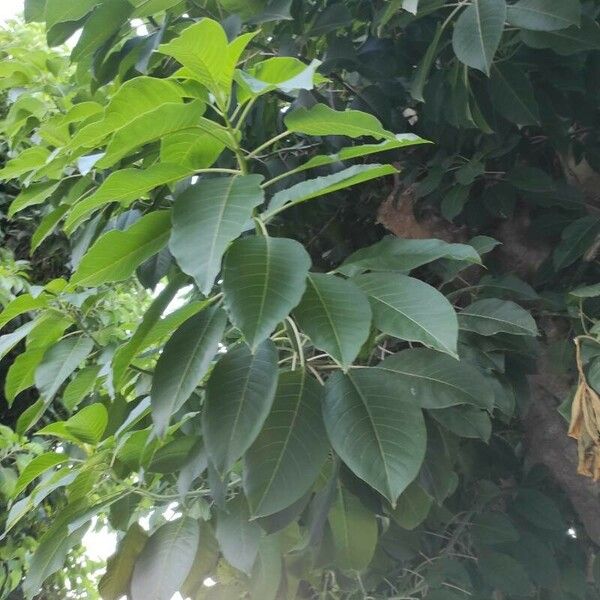 Phytolacca dioica Blad