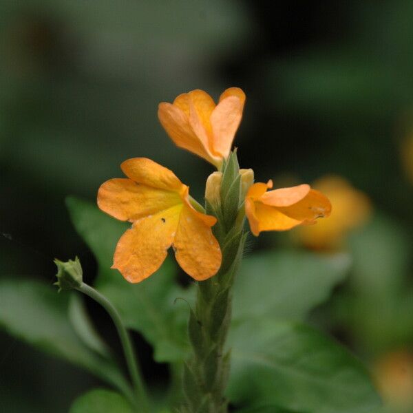 Crossandra infundibuliformis Žiedas