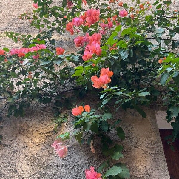 Bougainvillea spectabilis Cvet