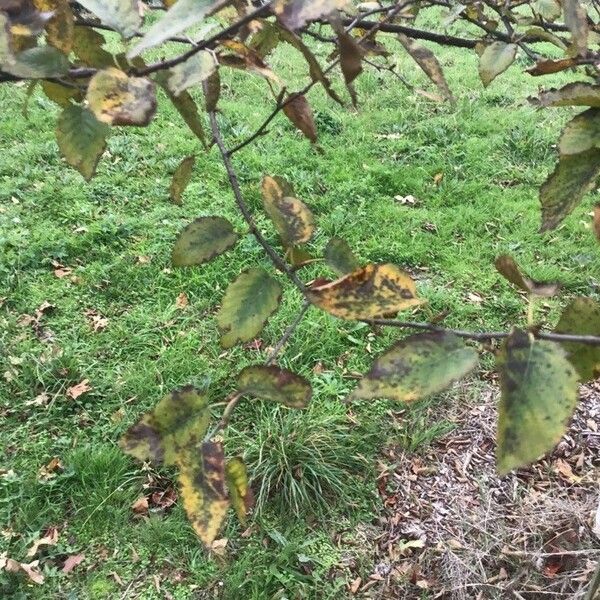 Betula nigra Blad