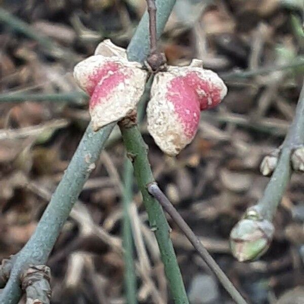 Euonymus latifolius Flower