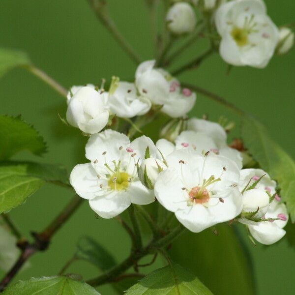 Crataegus coccinea Flower