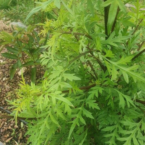 Cosmos caudatus Leaf