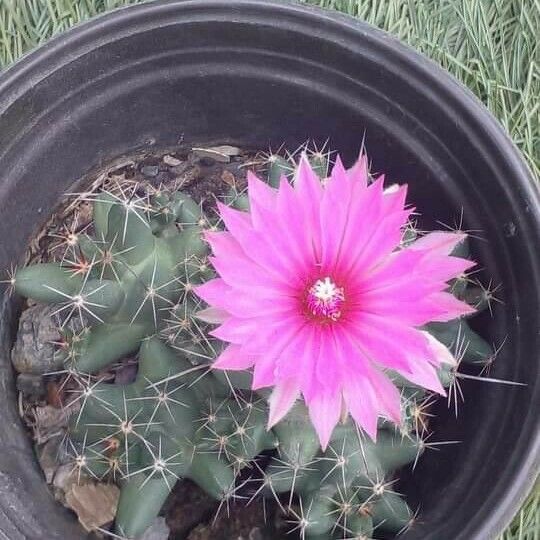 Cochemiea wrightii Flower