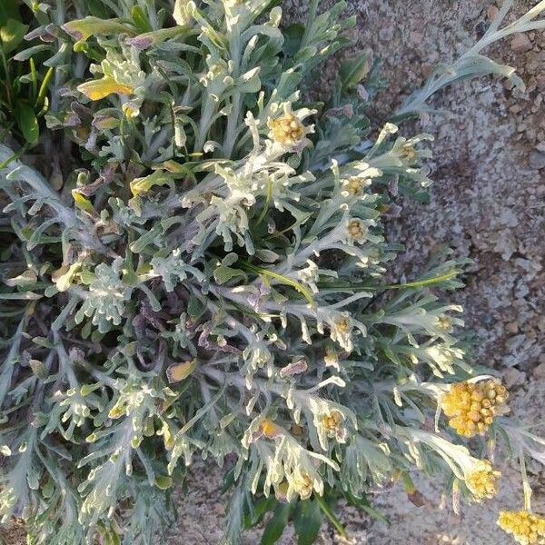 Pseudognaphalium luteoalbum Flower