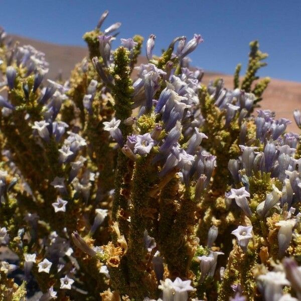 Fabiana imbricata Flower