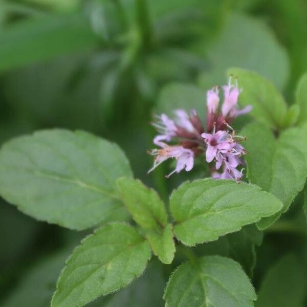 Mentha arvensis Blatt