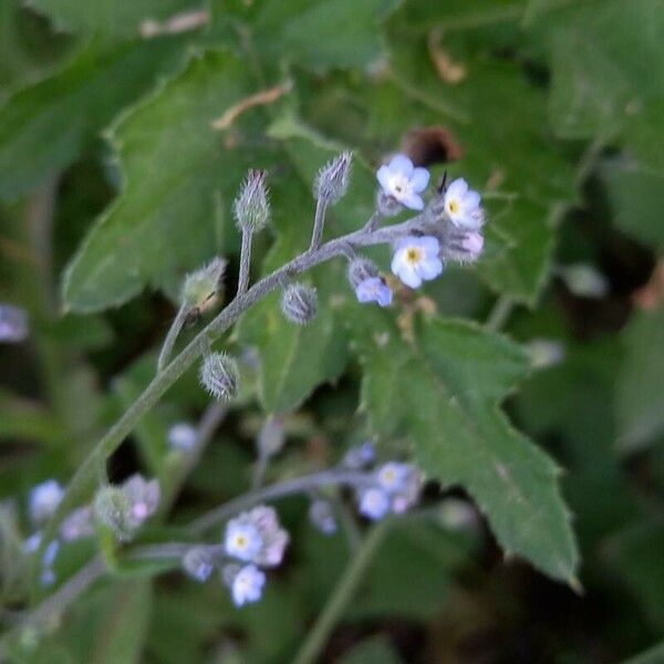 Myosotis arvensis ফুল