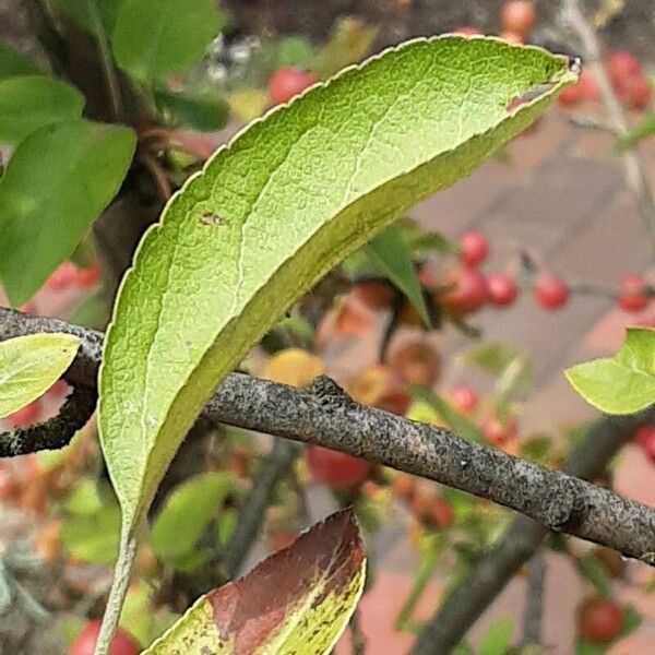 Malus prunifolia Leaf