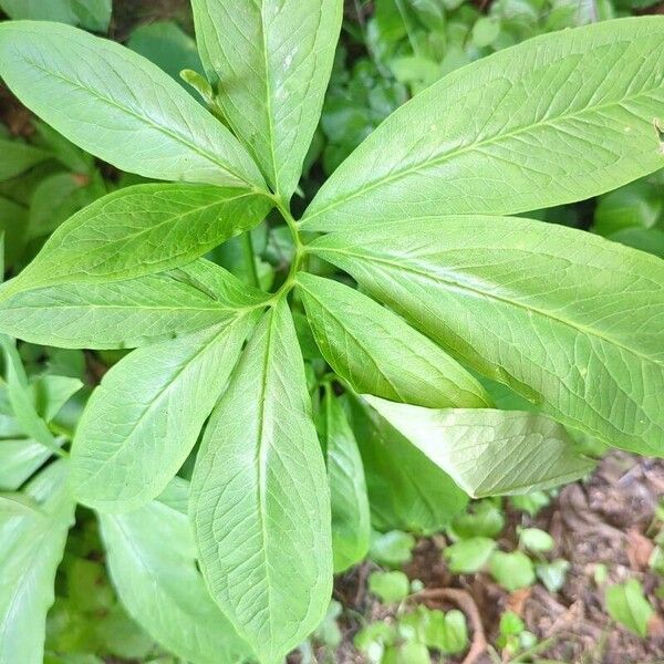 Arisaema dracontium ഇല