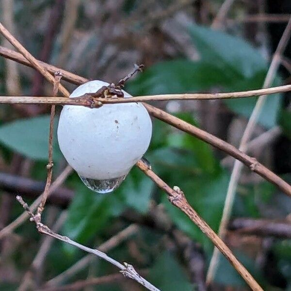 Symphoricarpos albus Plod