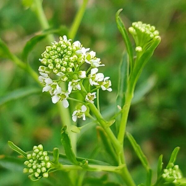 Lepidium virginicum Blüte