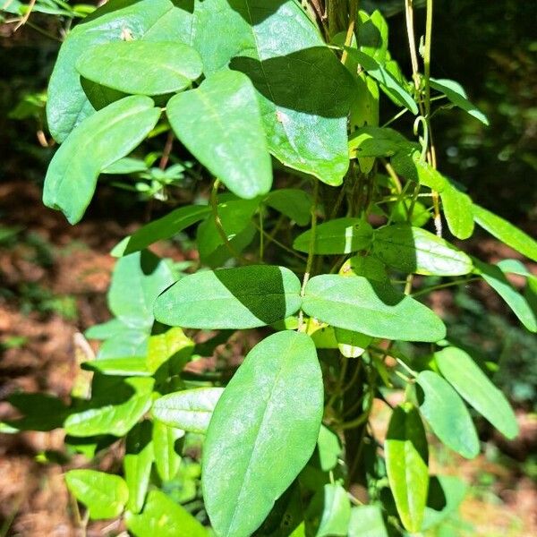 Boquila trifoliolata Liść