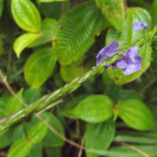 Stachytarpheta urticifolia 花