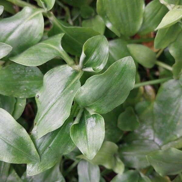 Commelina benghalensis Lapas