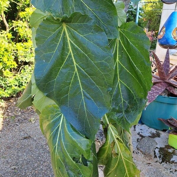 Solanum betaceum Blatt