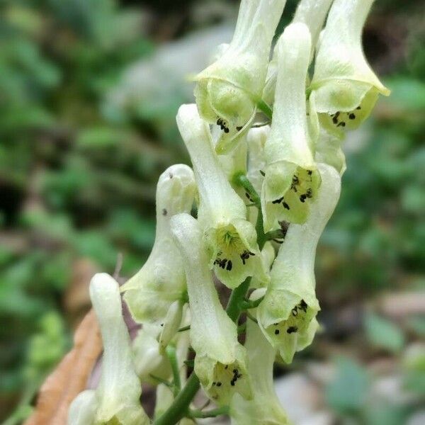 Aconitum lycoctonum Fiore