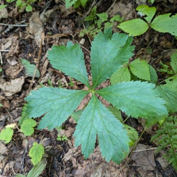 Sanicula canadensis Fulla