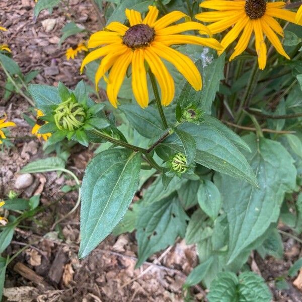 Rudbeckia fulgida Лист