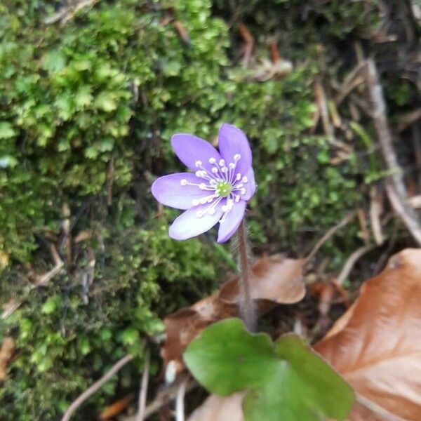 Hepatica nobilis പുഷ്പം