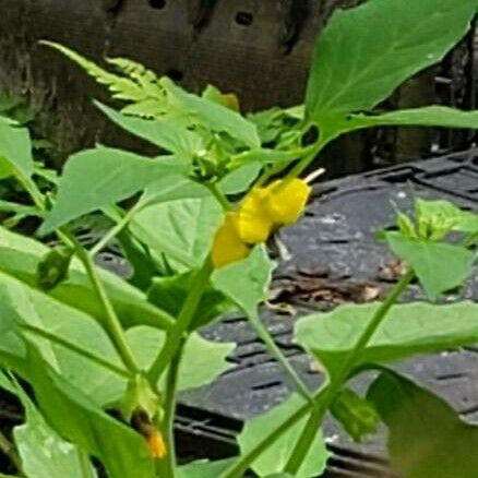 Physalis philadelphica Flower