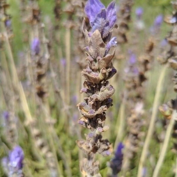 Lavandula dentata Blüte