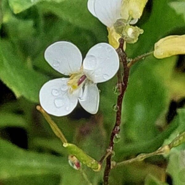 Arabis caucasica Flower