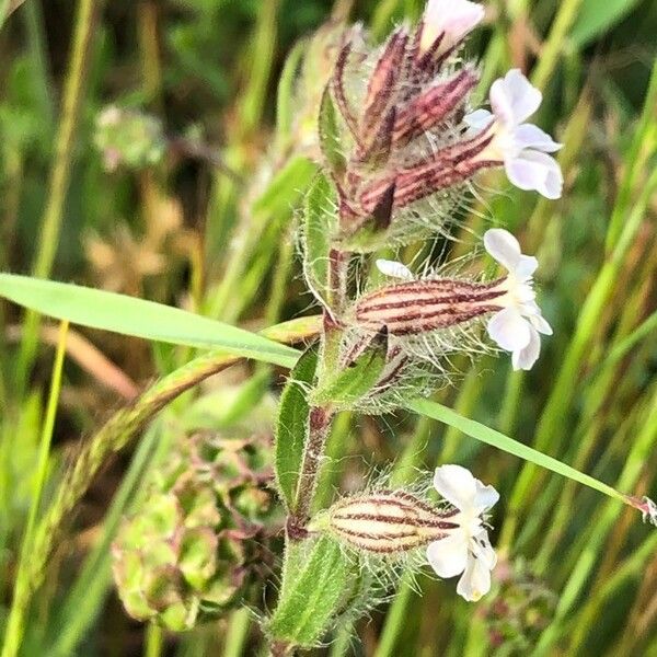 Silene gallica Blomma