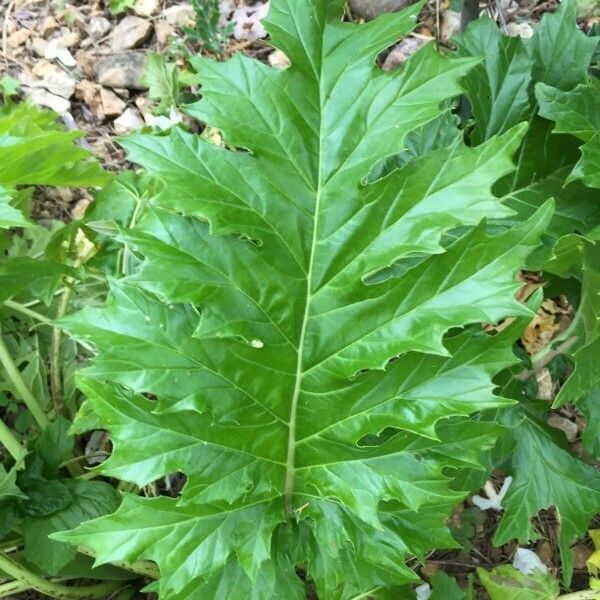 Acanthus mollis Leaf