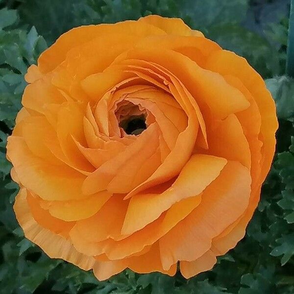 Ranunculus asiaticus 花