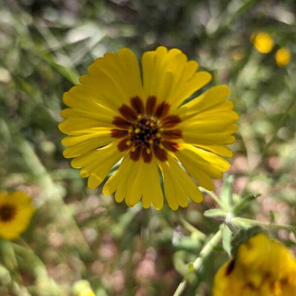 Madia elegans Flor