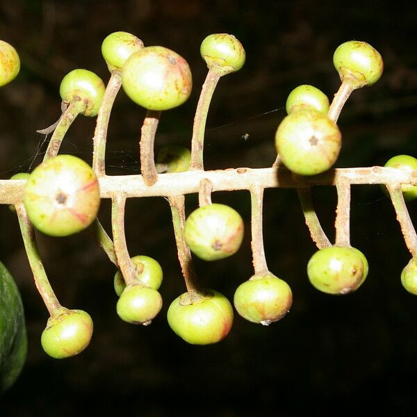 Souroubea sympetala Fruit