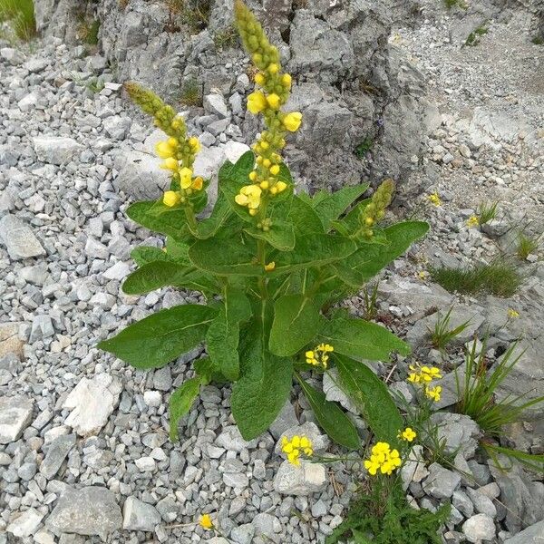 Verbascum densiflorum Blomst