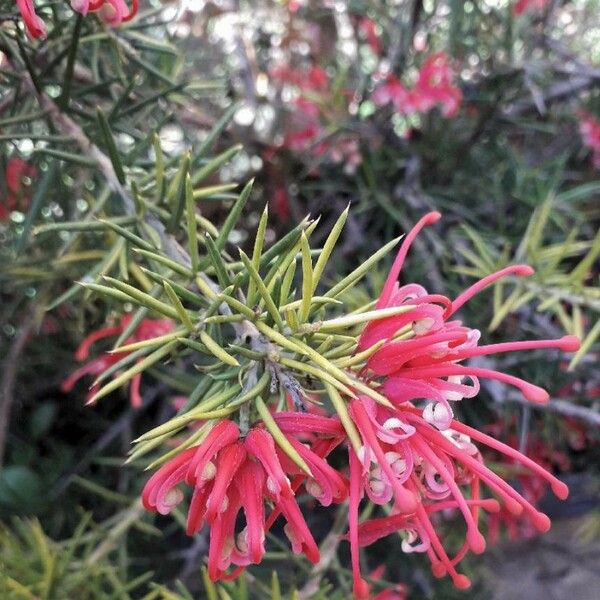 Grevillea rosmarinifolia 花