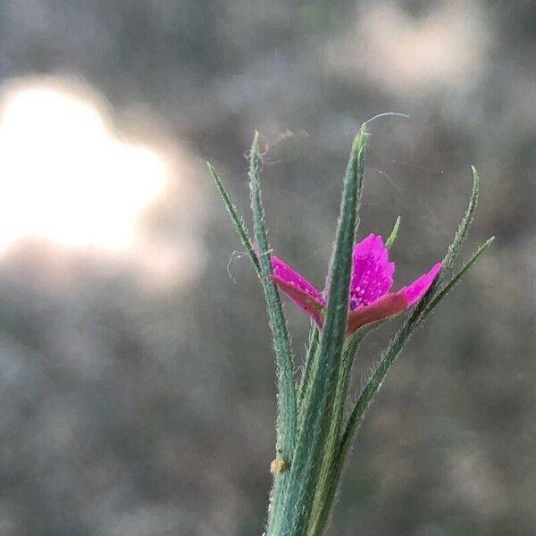 Dianthus armeria Flor