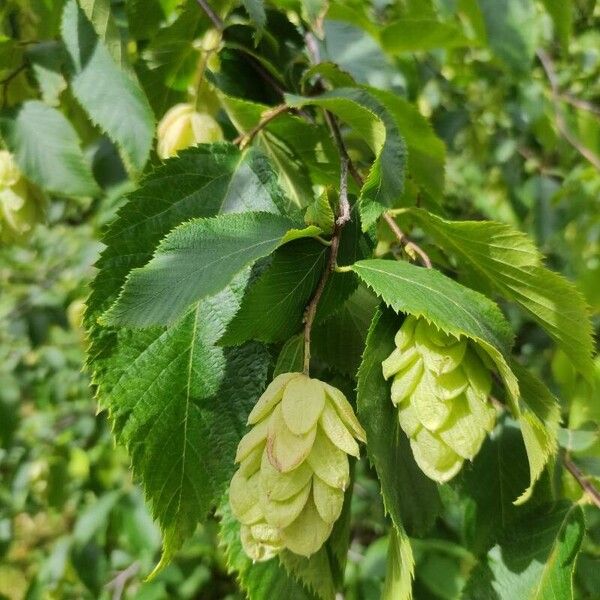 Ostrya virginiana Blad