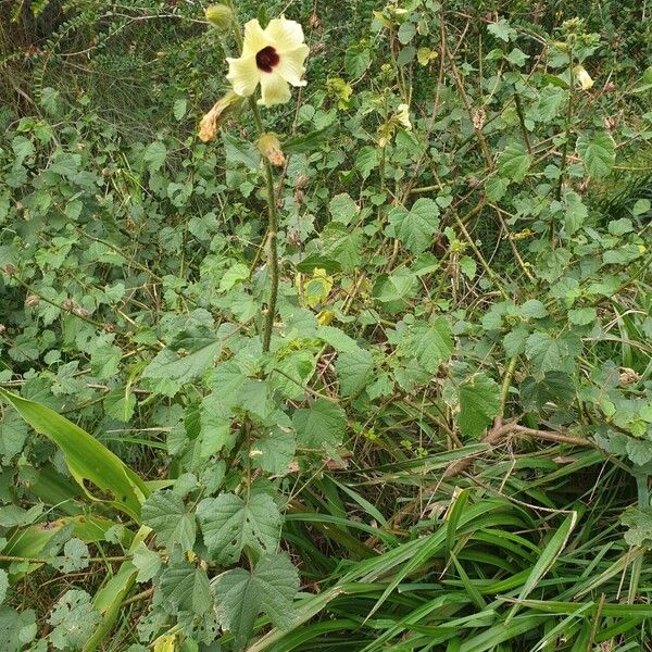 Hibiscus diversifolius عادت داشتن