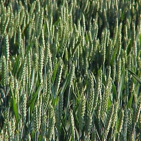 Triticum aestivum Характер