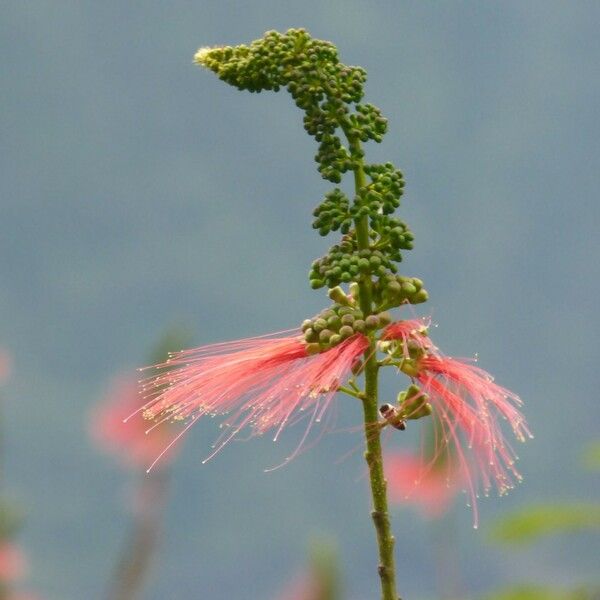 Calliandra houstoniana Кветка