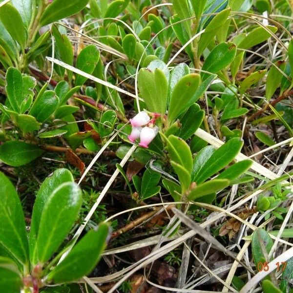 Arctous alpina Blomma