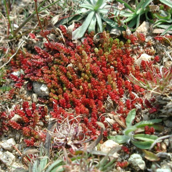 Crassula tillaea Лист