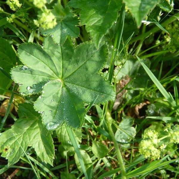 Alchemilla xanthochlora Листок