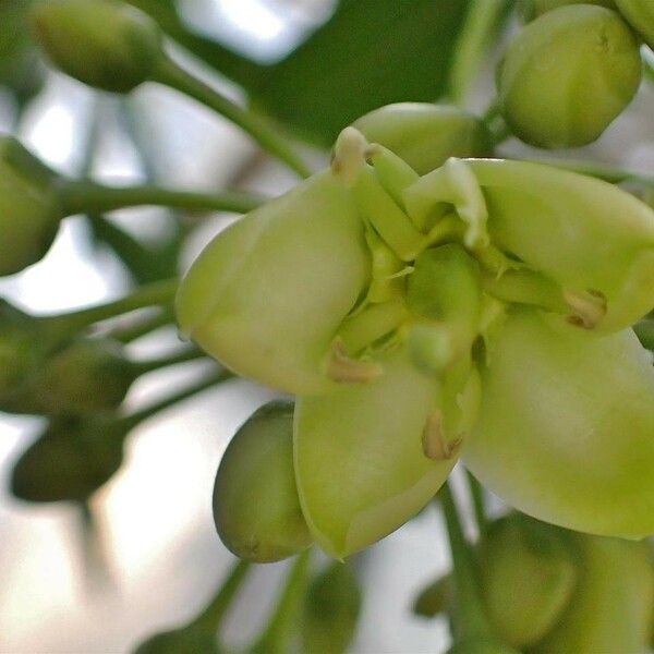 Brexia madagascariensis Froito