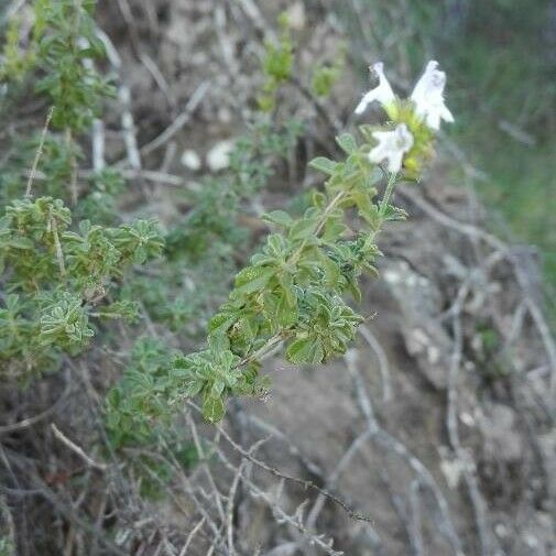 Satureja cuneifolia Çiçek