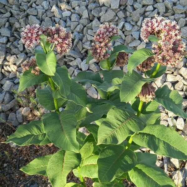 Asclepias syriaca फूल