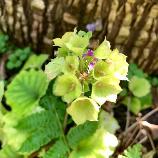 Moluccella laevis Flors