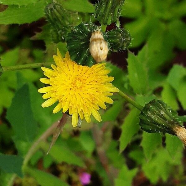 Sonchus oleraceus 花